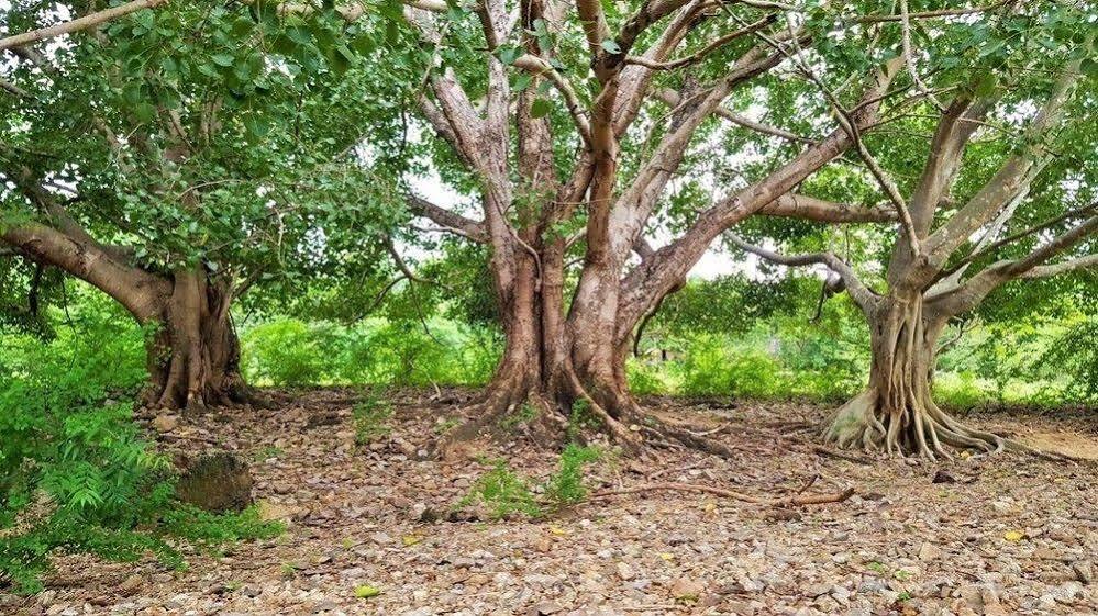 Kula Kula Luxury Camping Resort ウダワラウェ エクステリア 写真
